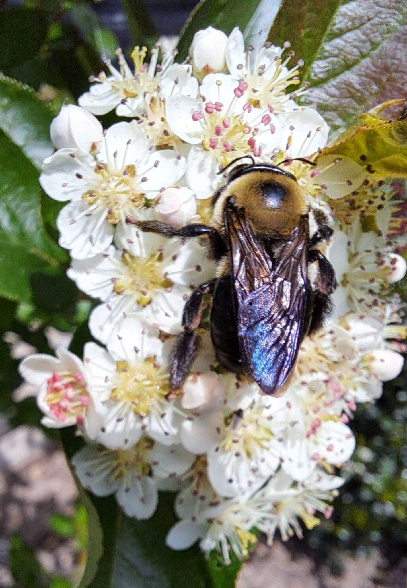 Celebrating Insects National Insect Appreciation Day | Pennsylvania Parks and Forests ...