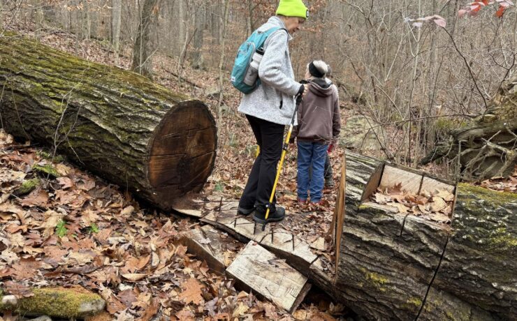 20241127 mary kaufman log cut