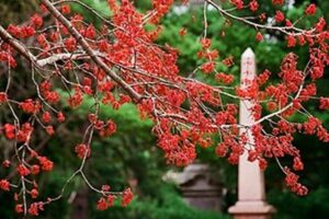 red maple flower clusters red maple flower clusters