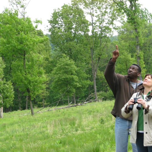 keith russell houston meadow birdathon
