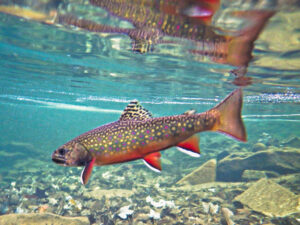 terrymalloy.mirrorimages.moshannonstateforest 2