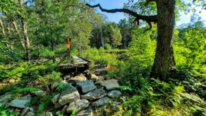 2022 06 30 miranda van bramer quehanna trail bridge