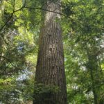 Exploring the Bureau of Forestry with Director Seth Cassell Think Outside Pennsylvania Parks and Forests Foundation8