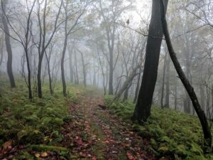 foggy morning near mill run nick biss