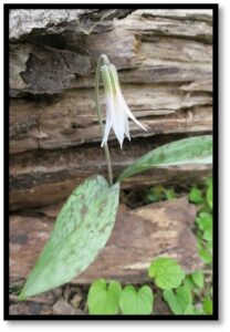 whitetroutlily1