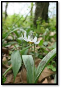 whitetroutlily2