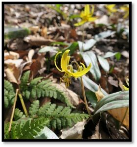yellowtroutlily left