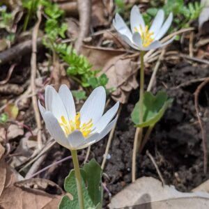 200314 bloodroot Braund