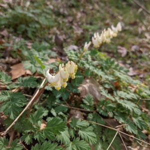 200314 dutchmans breeches Braund