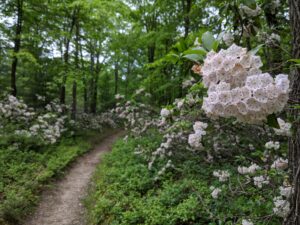 200623 mtn laurel in michaux Braund