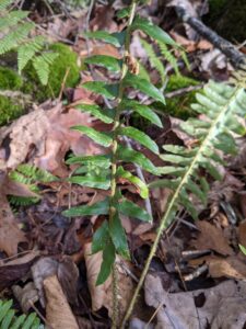 201206 christmas fern in Weiser SF Braund