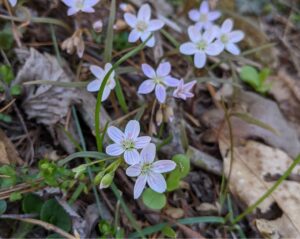 210404 spring beauty at raccoon creek Braund