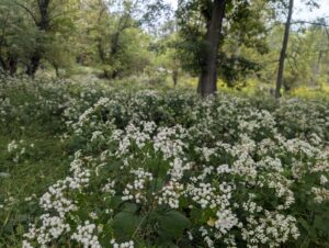 240922 white snakeroot at pine grove Braund