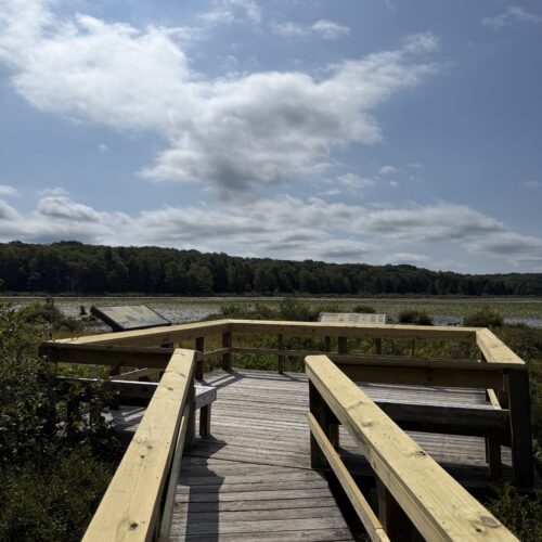 BLMO Bog Observation