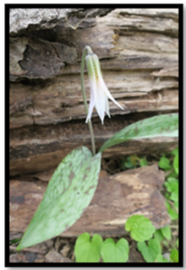 JRyndock rarewhitetroutlily