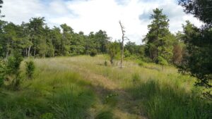 serpentinebarrens grasslands serpentinebarrens grasslands