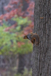 HillmanSP Squirrel ZacShopene HillmanSP Squirrel ZacShopene
