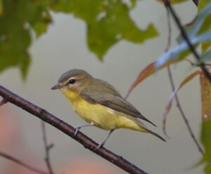warbler1 ForestFridays BureauOfForestry