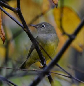 warbler2 ForestFridays BureauOfForestry