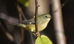 warbler3 ForestFridays BureauOfForestry