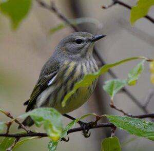 warbler4 ForestFridays BureauOfForestry